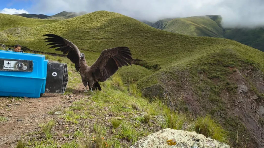 Condor andino liberado